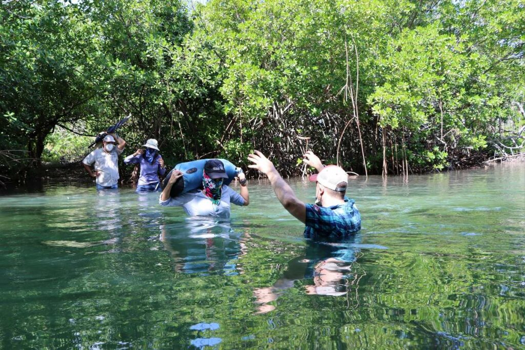 Personas en el agua cerca de un manglar